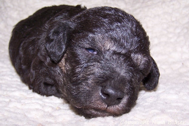 Arc-en-ciel Arlequin - 30.01 (8).JPG